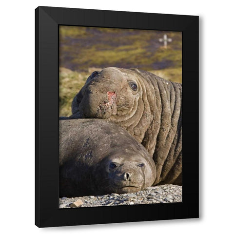South Georgia Isl Bull elephant seal and female Black Modern Wood Framed Art Print with Double Matting by Paulson, Don