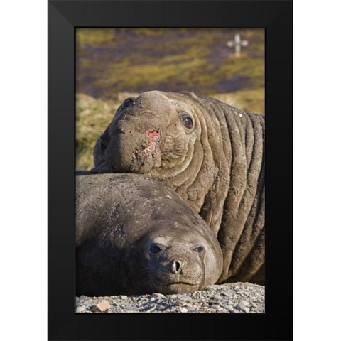 South Georgia Isl Bull elephant seal and female Black Modern Wood Framed Art Print by Paulson, Don