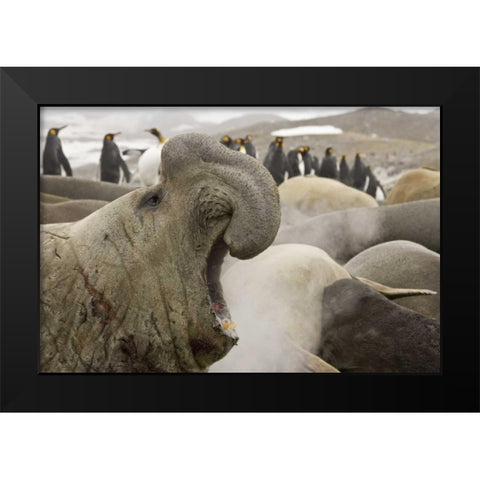 South Georgia Isl Scarred elephant seal roaring Black Modern Wood Framed Art Print by Paulson, Don