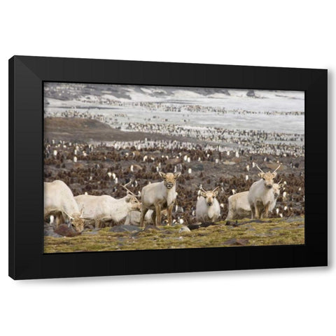 South Georgia Isl, Reindeers and king penguins Black Modern Wood Framed Art Print with Double Matting by Paulson, Don