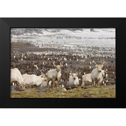 South Georgia Isl, Reindeers and king penguins Black Modern Wood Framed Art Print by Paulson, Don