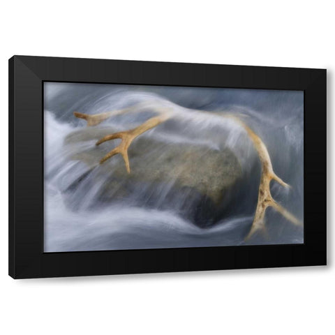 South Georgia Isl Reindeer antler in river rapid Black Modern Wood Framed Art Print with Double Matting by Paulson, Don