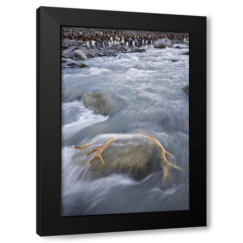 South Georgia Isl, River by king penguin colony Black Modern Wood Framed Art Print with Double Matting by Paulson, Don