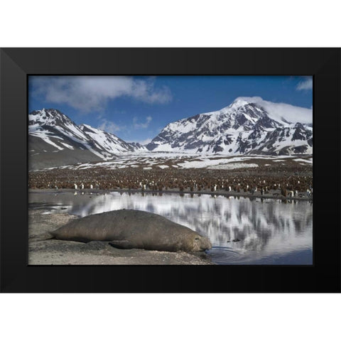 South Georgia Isl, Elephant seal and king penguin Black Modern Wood Framed Art Print by Paulson, Don