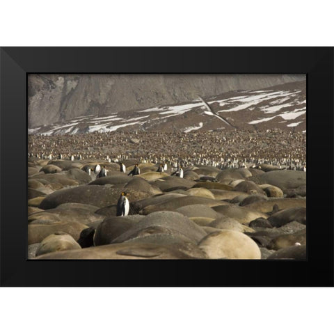 South Georgia Isl, King penguin and elephant seal Black Modern Wood Framed Art Print by Paulson, Don