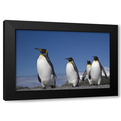 South Georgia Island King penguins marching Black Modern Wood Framed Art Print with Double Matting by Paulson, Don