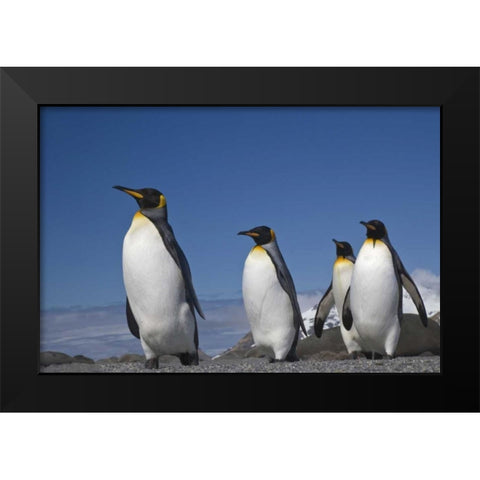 South Georgia Island King penguins marching Black Modern Wood Framed Art Print by Paulson, Don