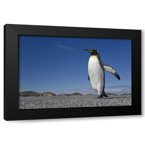 South Georgia Isl, St Andrews Bay King penguin Black Modern Wood Framed Art Print with Double Matting by Paulson, Don