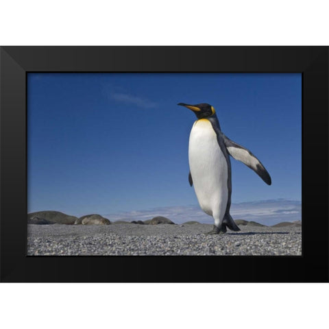 South Georgia Isl, St Andrews Bay King penguin Black Modern Wood Framed Art Print by Paulson, Don
