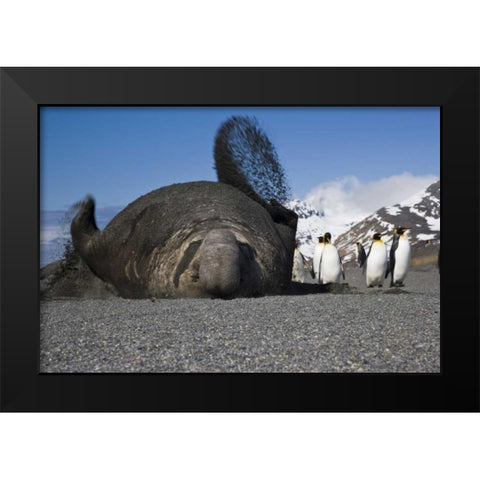 South Georgia Isl Bull elephant seal throws sand Black Modern Wood Framed Art Print by Paulson, Don