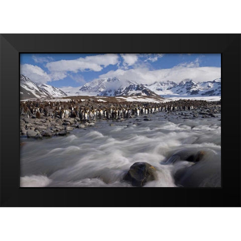 South Georgia Island, King penguin colony Black Modern Wood Framed Art Print by Paulson, Don