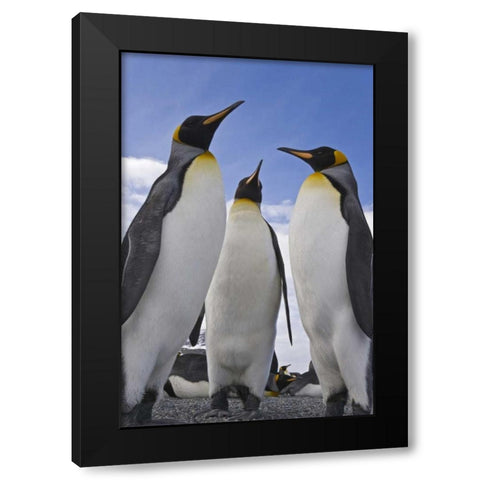 South Georgia Island Three king penguins Black Modern Wood Framed Art Print by Paulson, Don