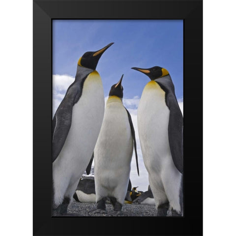 South Georgia Island Three king penguins Black Modern Wood Framed Art Print by Paulson, Don