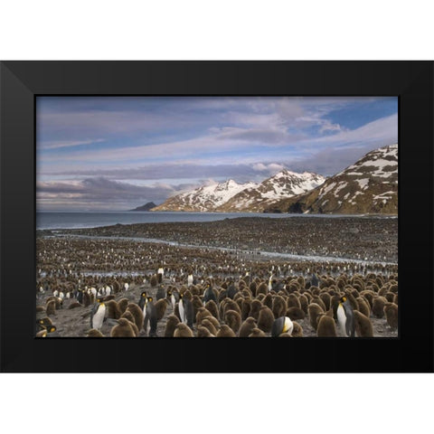 South Georgia Island, King penguin colony Black Modern Wood Framed Art Print by Paulson, Don