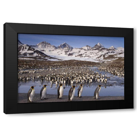 South Georgia Island, King penguin colony Black Modern Wood Framed Art Print with Double Matting by Paulson, Don