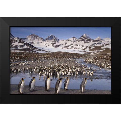 South Georgia Island, King penguin colony Black Modern Wood Framed Art Print by Paulson, Don