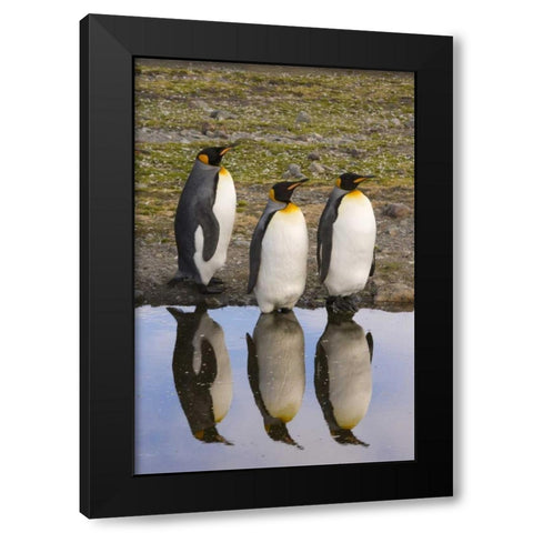 South Georgia Island, Three king penguins Black Modern Wood Framed Art Print with Double Matting by Paulson, Don