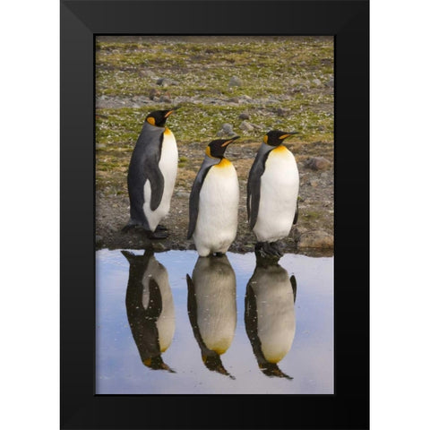 South Georgia Island, Three king penguins Black Modern Wood Framed Art Print by Paulson, Don