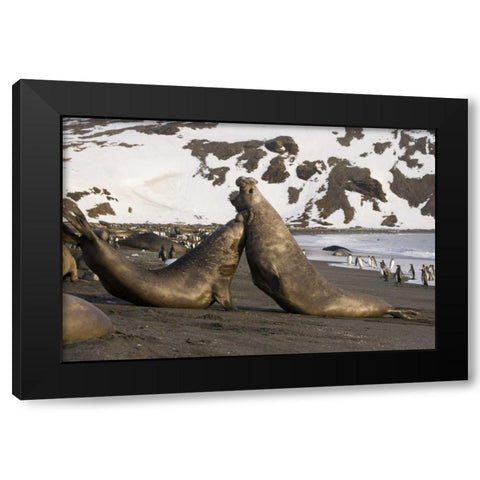 South Georgia Island Elephant seals fighting Black Modern Wood Framed Art Print with Double Matting by Paulson, Don