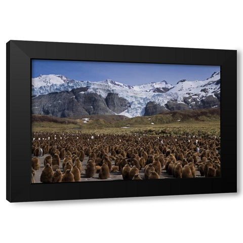 South Georgia Isl, King penguin colony Black Modern Wood Framed Art Print with Double Matting by Paulson, Don