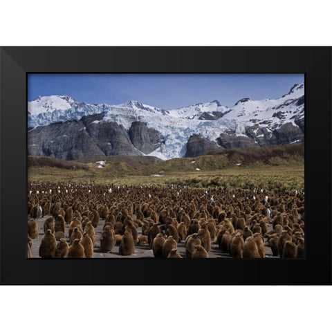 South Georgia Isl, King penguin colony Black Modern Wood Framed Art Print by Paulson, Don
