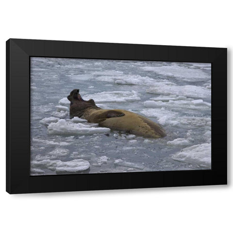 South Georgia Island Bull elephant seal in sea Black Modern Wood Framed Art Print by Paulson, Don