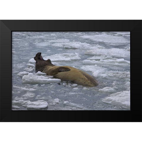 South Georgia Island Bull elephant seal in sea Black Modern Wood Framed Art Print by Paulson, Don