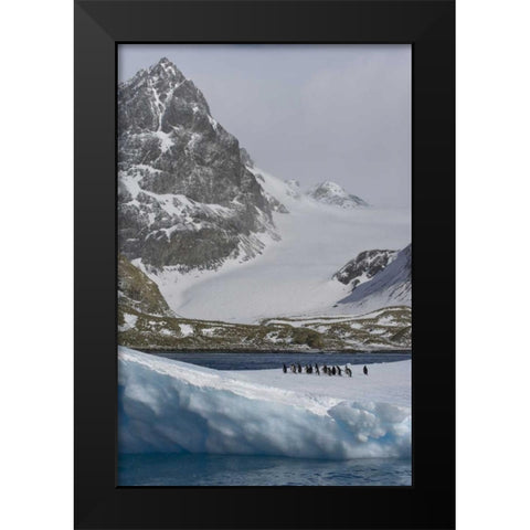 South Georgia Island Gentoo penguins on iceberg Black Modern Wood Framed Art Print by Paulson, Don