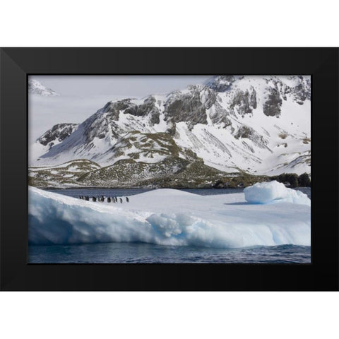 South Georgia Island Gentoo penguins on iceberg Black Modern Wood Framed Art Print by Paulson, Don