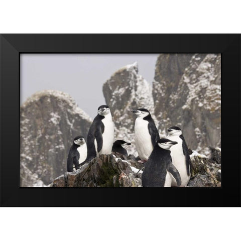 South Georgia Isl, Cooper Bay Chinstrap penguins Black Modern Wood Framed Art Print by Paulson, Don