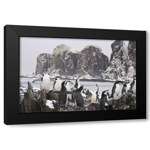 South Georgia Isl, Cooper Bay Chinstrap penguins Black Modern Wood Framed Art Print with Double Matting by Paulson, Don