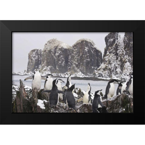 South Georgia Isl, Cooper Bay Chinstrap penguins Black Modern Wood Framed Art Print by Paulson, Don