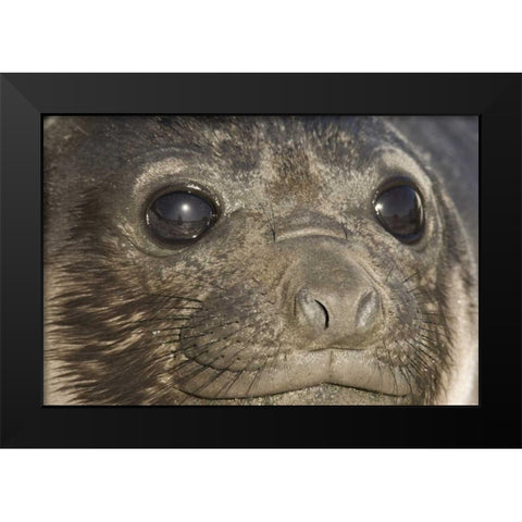 South Georgia Island Of elephant seal pups face Black Modern Wood Framed Art Print by Paulson, Don