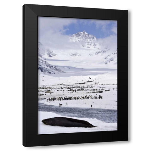 South Georgia Isl, Seal and Penguin colony Black Modern Wood Framed Art Print by Paulson, Don