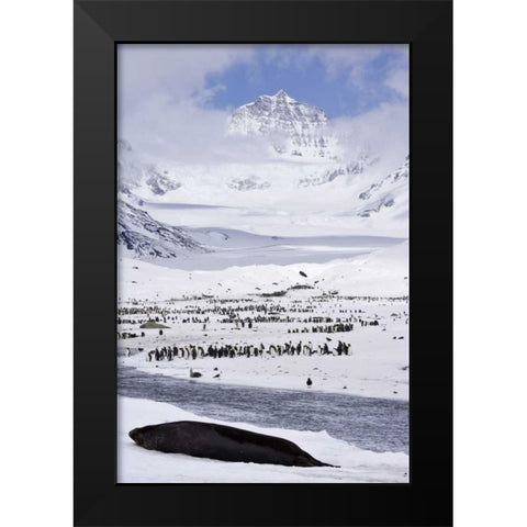 South Georgia Isl, Seal and Penguin colony Black Modern Wood Framed Art Print by Paulson, Don