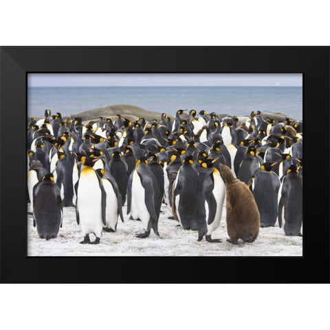 South Georgia Isl King penguin chick Black Modern Wood Framed Art Print by Paulson, Don