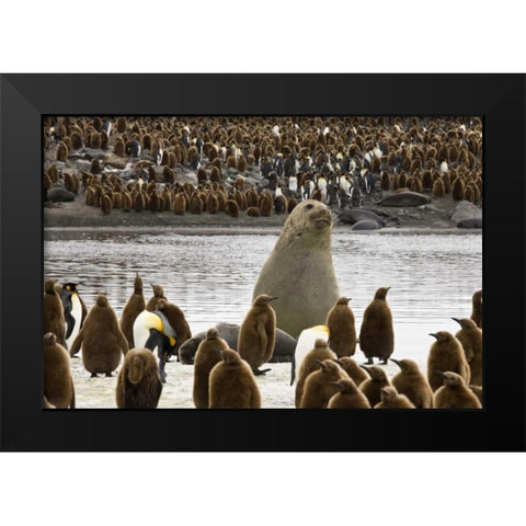 South Georgia Isl, Elephant seal and king penguin Black Modern Wood Framed Art Print by Paulson, Don
