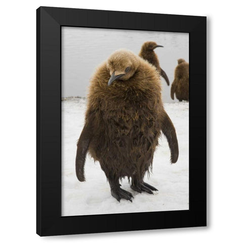 South Georgia Island Dripping king penguin chick Black Modern Wood Framed Art Print with Double Matting by Paulson, Don