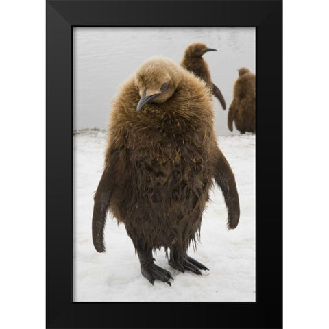 South Georgia Island Dripping king penguin chick Black Modern Wood Framed Art Print by Paulson, Don