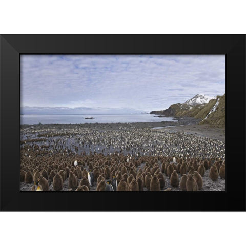 South Georgia Isl, King penguin colony Black Modern Wood Framed Art Print by Paulson, Don