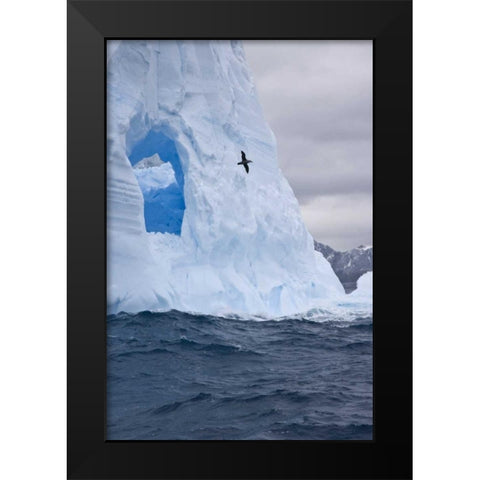 South Georgia Island Albatross by an iceberg Black Modern Wood Framed Art Print by Paulson, Don