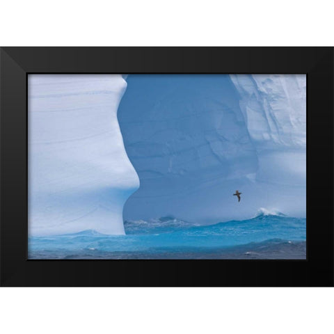 South Georgia Island Albatross by an iceberg Black Modern Wood Framed Art Print by Paulson, Don