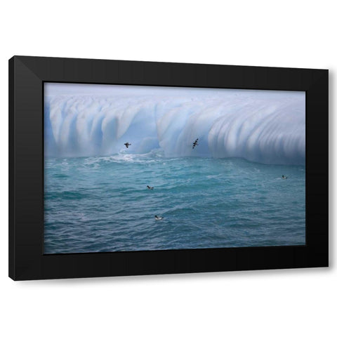 South Georgia Island Cape petrels by iceberg Black Modern Wood Framed Art Print with Double Matting by Paulson, Don