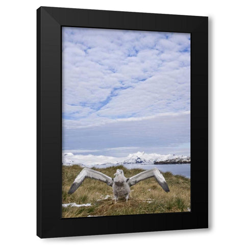 South Georgia Isl Wandering albatross chick Black Modern Wood Framed Art Print by Paulson, Don