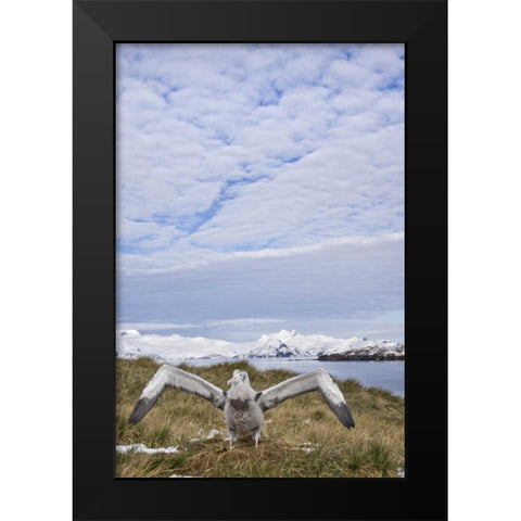South Georgia Isl Wandering albatross chick Black Modern Wood Framed Art Print by Paulson, Don