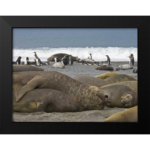South Georgia Isl, Seals and Penguins on beach Black Modern Wood Framed Art Print by Paulson, Don
