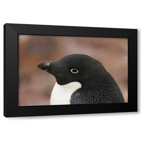 Antarctica, Brown Bluff Adelie penguin adult Black Modern Wood Framed Art Print by Morris, Arthur
