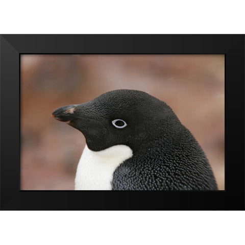 Antarctica, Brown Bluff Adelie penguin adult Black Modern Wood Framed Art Print by Morris, Arthur