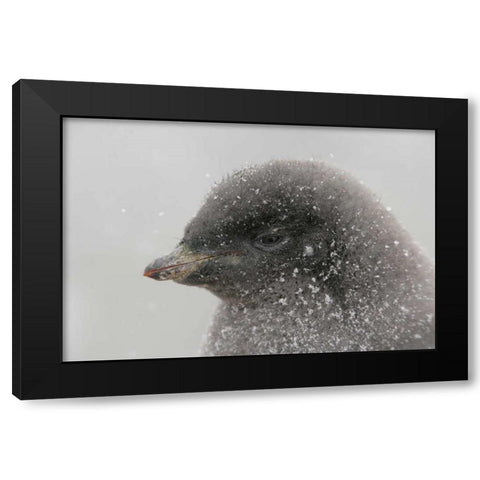 Antarctica Adelie penguin chick in snowstorm Black Modern Wood Framed Art Print with Double Matting by Morris, Arthur
