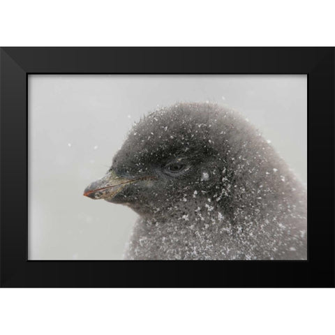 Antarctica Adelie penguin chick in snowstorm Black Modern Wood Framed Art Print by Morris, Arthur